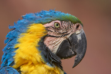 The stunning Blue-and-yellow Macaw showing off its vibrant colors under the warm skies. Every feather tells a story of the Amazon’s beauty and wild spirit. Manu National Park-Peru