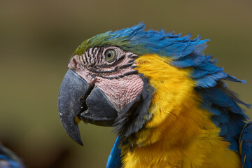 The stunning Blue-and-yellow Macaw showing off its vibrant colors under the warm skies. Every feather tells a story of the Amazon’s beauty and wild spirit. Manu National Park-Peru