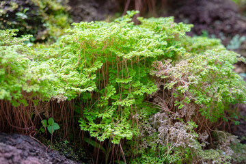 Selaginella apoda or kraussiana, also known as meadow spikemoss, is bred in a special room in a forest park in the city of Bogor, West Java, Indonesia