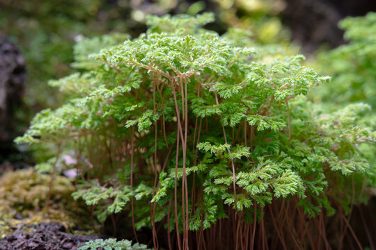 Selaginella apoda or kraussiana, also known as meadow spikemoss, is bred in a special room in a forest park in the city of Bogor, West Java, Indonesia