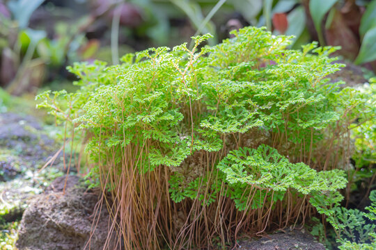 Selaginella apoda or kraussiana, also known as meadow spikemoss, is bred in a special room in a forest park in the city of Bogor, West Java, Indonesia