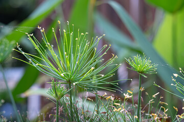 Cyperus Papyrus L, which is bred as decoration in a forest park in the city of Bogor, West Java,...