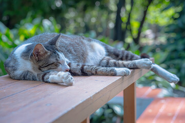 A cat is sleeping on a table, in a city park in the city of Bogor, West Java, Indonesia