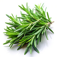 Fototapeta premium twig of rosemary. rosemary, herb, isolated, plant, spice, food, ingredient, fresh, herbal, branch, leaf, white, twig, herbs, aromatic, seasoning, medicine, nature, bunch, closeup, aroma, organic, heal