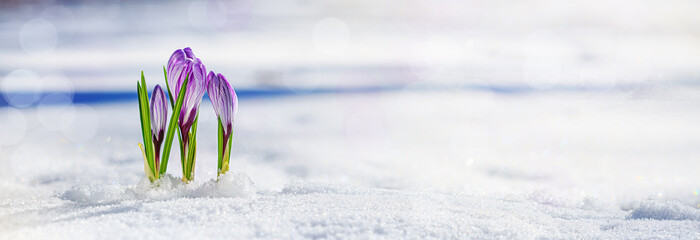 Crocuses - blooming purple flowers making their way from under the snow in early spring, closeup...