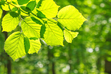 Spring landscape, background - view of the hazel leaves on the branch in the deciduous forest on a sunny day, close up, with space for text