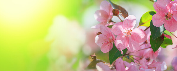 Spring background - pink flowers of apple tree against the backdrop of green foliage. Horizontal banner with space for text