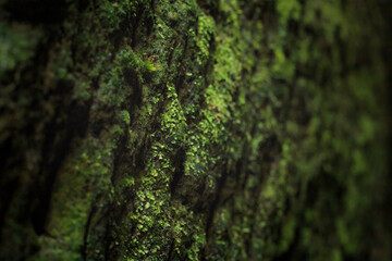 Close-up view of a rock covered with moss, selective focus, Saxon Switzerland, Germany