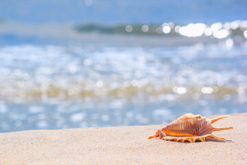 View of a beach with seashell on the sand under the hot summer sun, selective focus. Concept of...