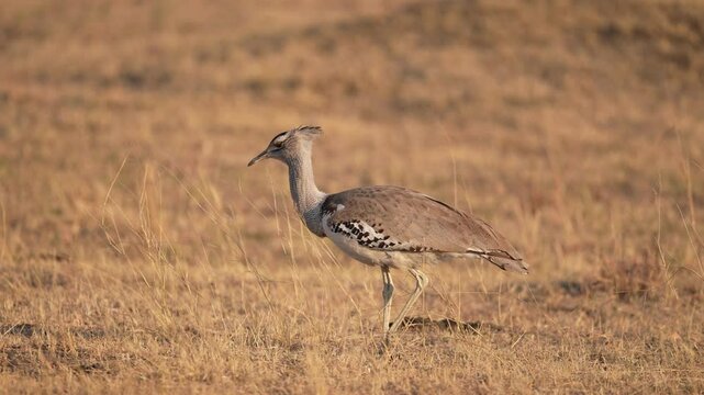 Kori bustard (Ardeotis kori) is the largest flying bird in Africa. Slow motion 25 percent natural speed.