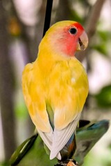 Lutino Peach Faced Lovebirds
