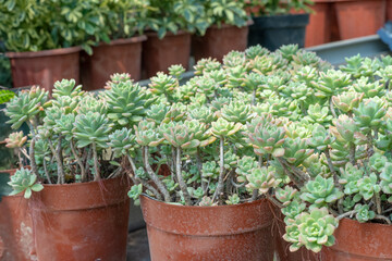Echeveria prolifica placed on display at an ornamental plant shop