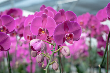 Fototapeta premium A beautiful orchid flower in a special care room at an ornamental plant shop