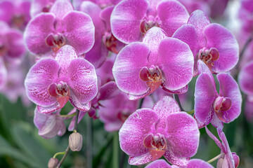 Obraz premium A beautiful orchid flower in a special care room at an ornamental plant shop
