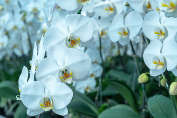 Fototapeta premium A beautiful orchid flower in a special care room at an ornamental plant shop