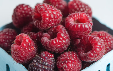 Summertime harvest: a cluster of ripe red raspberries ready for picking, showing off their glossy...