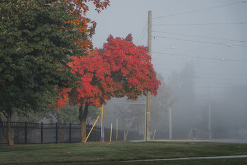 Fall Season