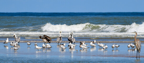 Pelicans on the Beach