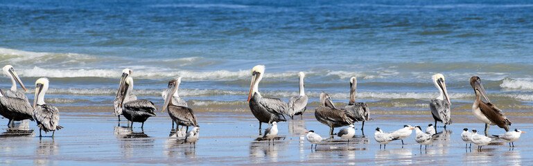 Pelicans on the Beach