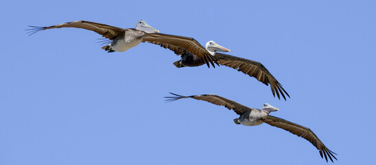 Pelicans in flight over South Padre Island, Texas