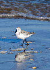 Sanderling walking on Boca Chica Beach, Texas