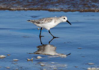 Sanderling walking on Boca Chica Beach, Texas