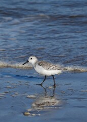 Sanderling walking on Boca Chica Beach, Texas