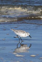 Sanderling walking on Boca Chica Beach, Texas