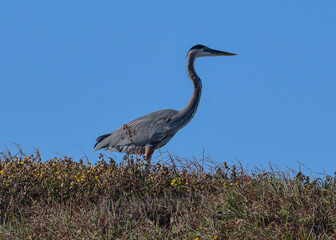 Fototapeta premium Great Blue Heron at South Padre Island, Texas