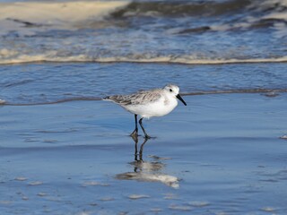 Sanderling walking on Boca Chica Beach, Texas