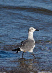 Laughing Gull on Boca Chica Beach, Texas