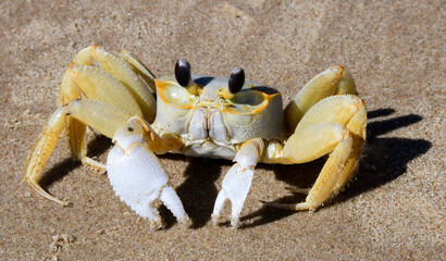 Atlantic Ghost Crab