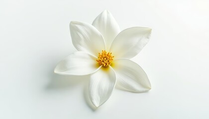 Naklejka premium Elegance in bloom A pristine white flower with a vibrant yellow center