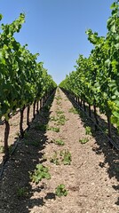 Naklejka premium Serenity in a Vineyard: Countryside Tranquility