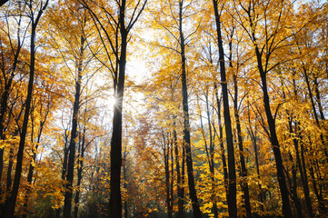 Beatutiful trees with autumn colors