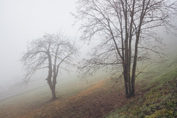 Bare tree in the fog