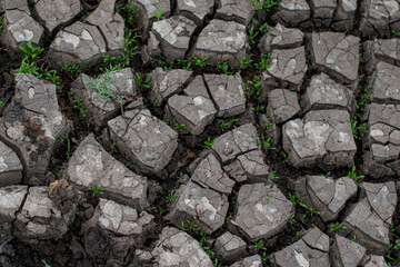 cracks ground, Drought rice fields, Cracked soil background