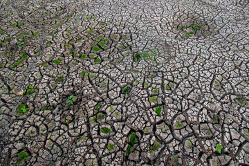 cracks ground, Drought rice fields, Cracked soil background
