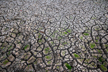 cracks ground, Drought rice fields, Cracked soil background
