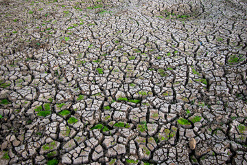 cracks ground, Drought rice fields, Cracked soil background