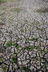 cracks ground, Drought rice fields, Cracked soil background