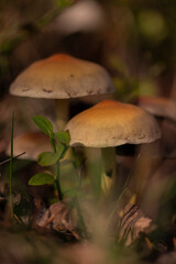 Mushroom in the forest in autumn