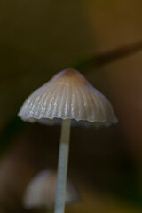 Mushroom in the forest in autumn