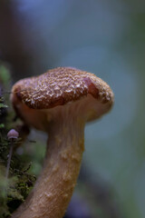 Mushroom in the forest in autumn