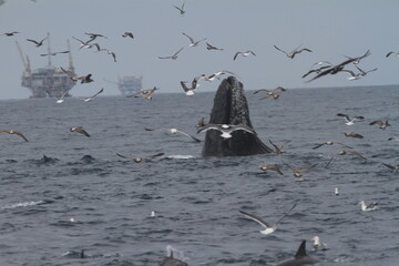 Humpback Spy Hop