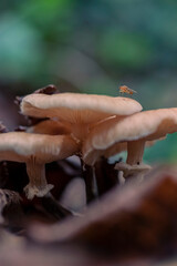 Mushroom in the forest in autumn