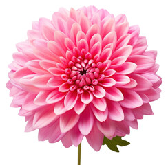 PNG Flower chrysanths dahlia plant.