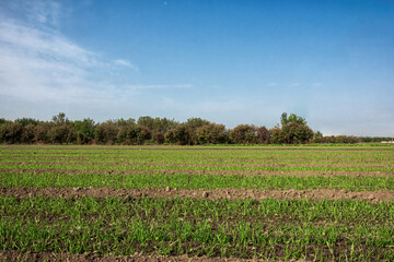 Obraz premium Young Crops Growing in Neat Rows on a Sunny Day