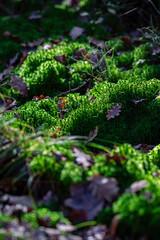 Herbstliches Foto von der Landschaft in Süddeutschland