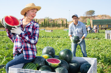 Cheerful young woman farmer posing in farm field with half watermelon, satisfied with good harvest